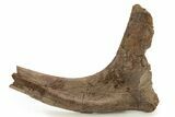 Hadrosaur (Edmontosaurus) Rib Bone - Wyoming #263704-1